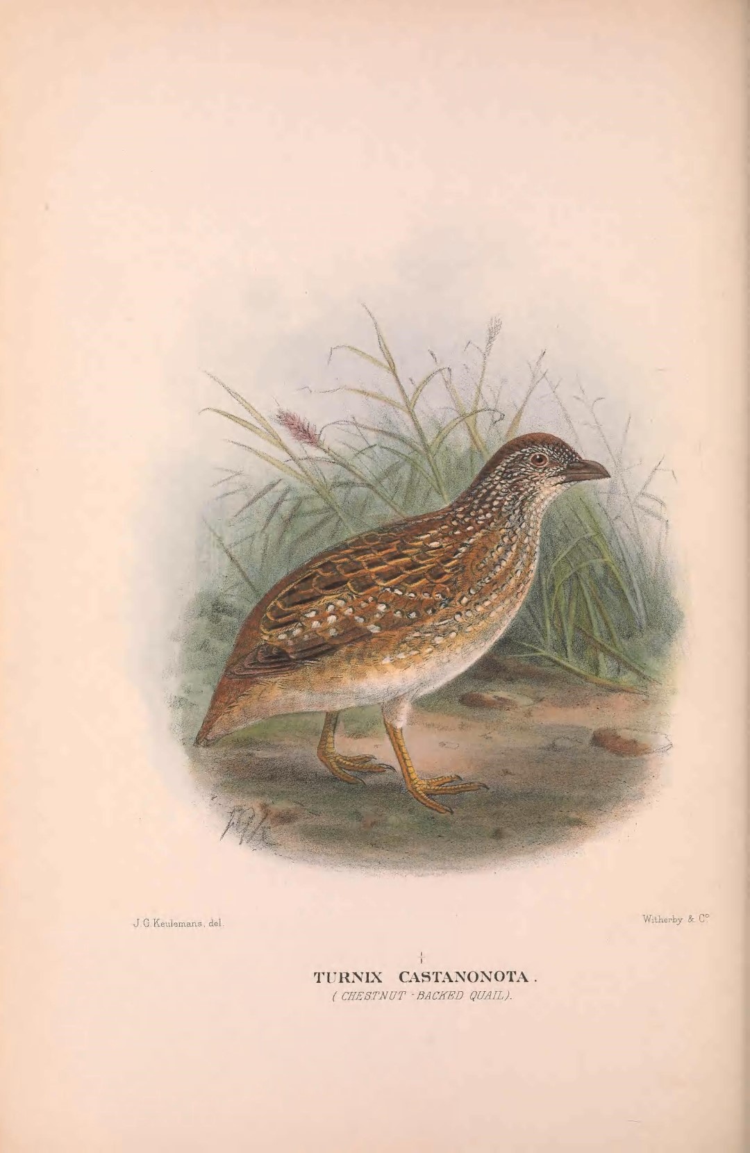 Chestnut-backed Buttonquail