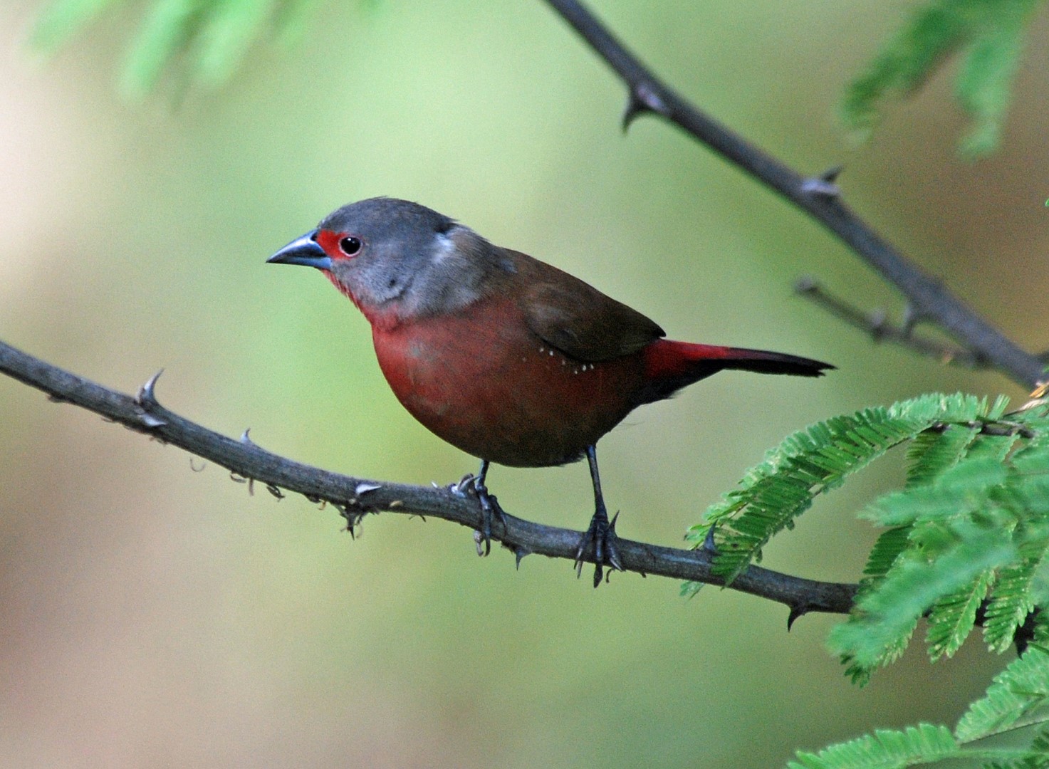 Chestnut-backed Firefinch