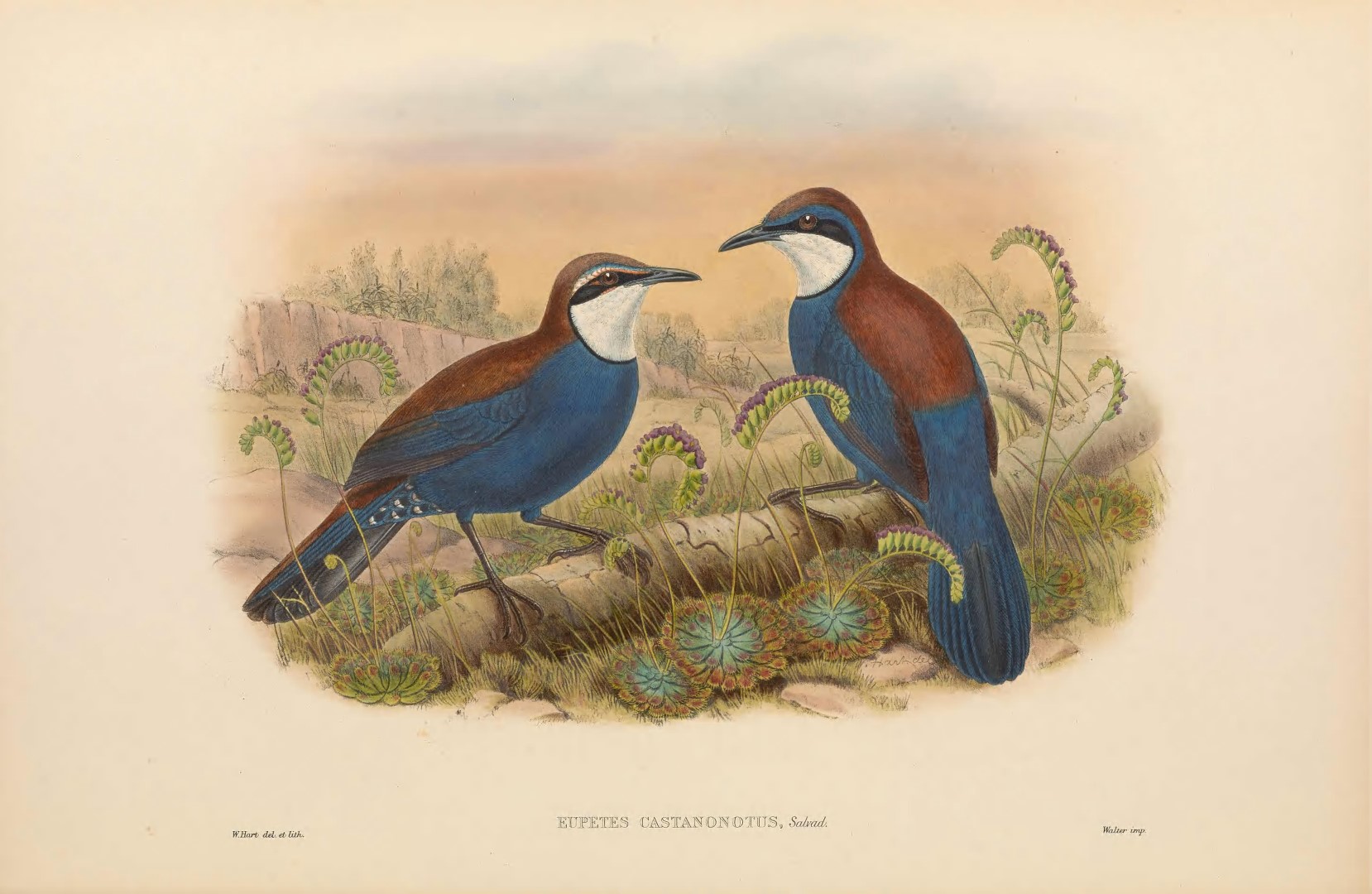 Chestnut-backed Jewel-babbler