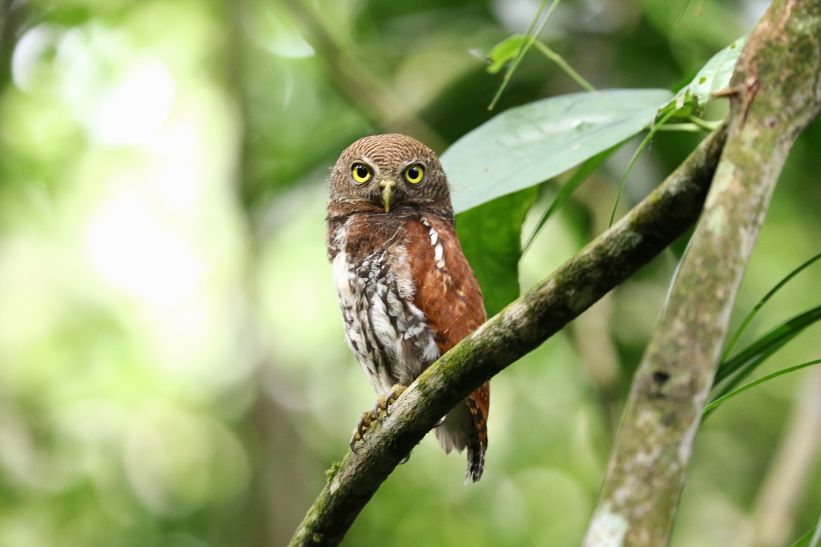 Chestnut-backed Owlet