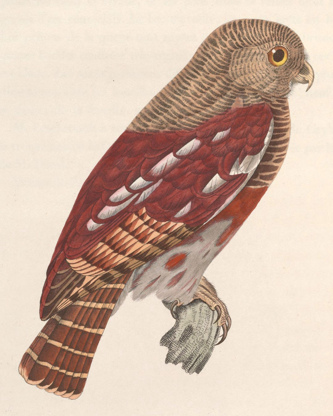 Chestnut-backed Owlet