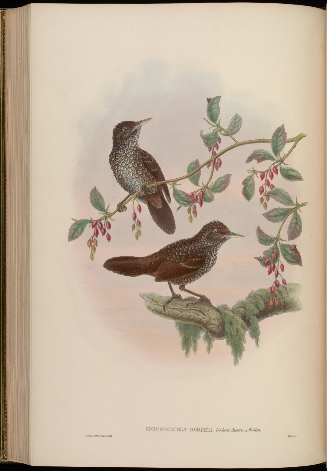 Chestnut-backed Scimitar Babbler