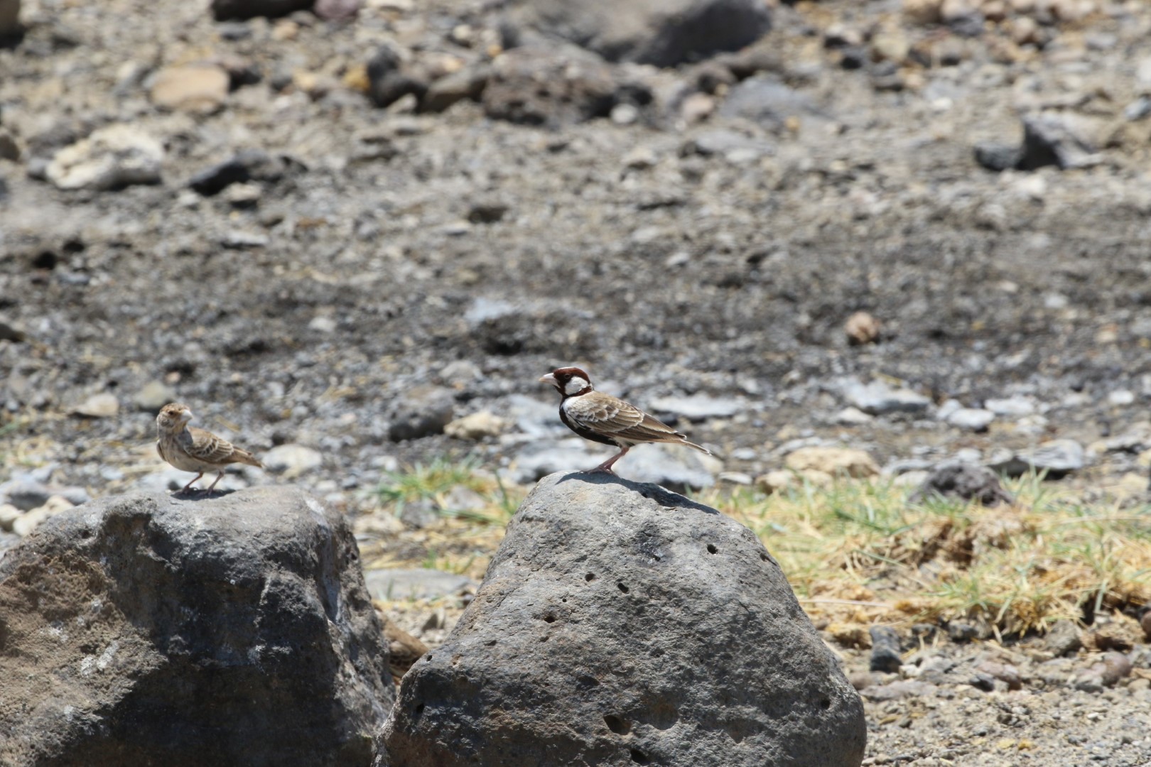 Chestnut-backed Sparrow-Lark