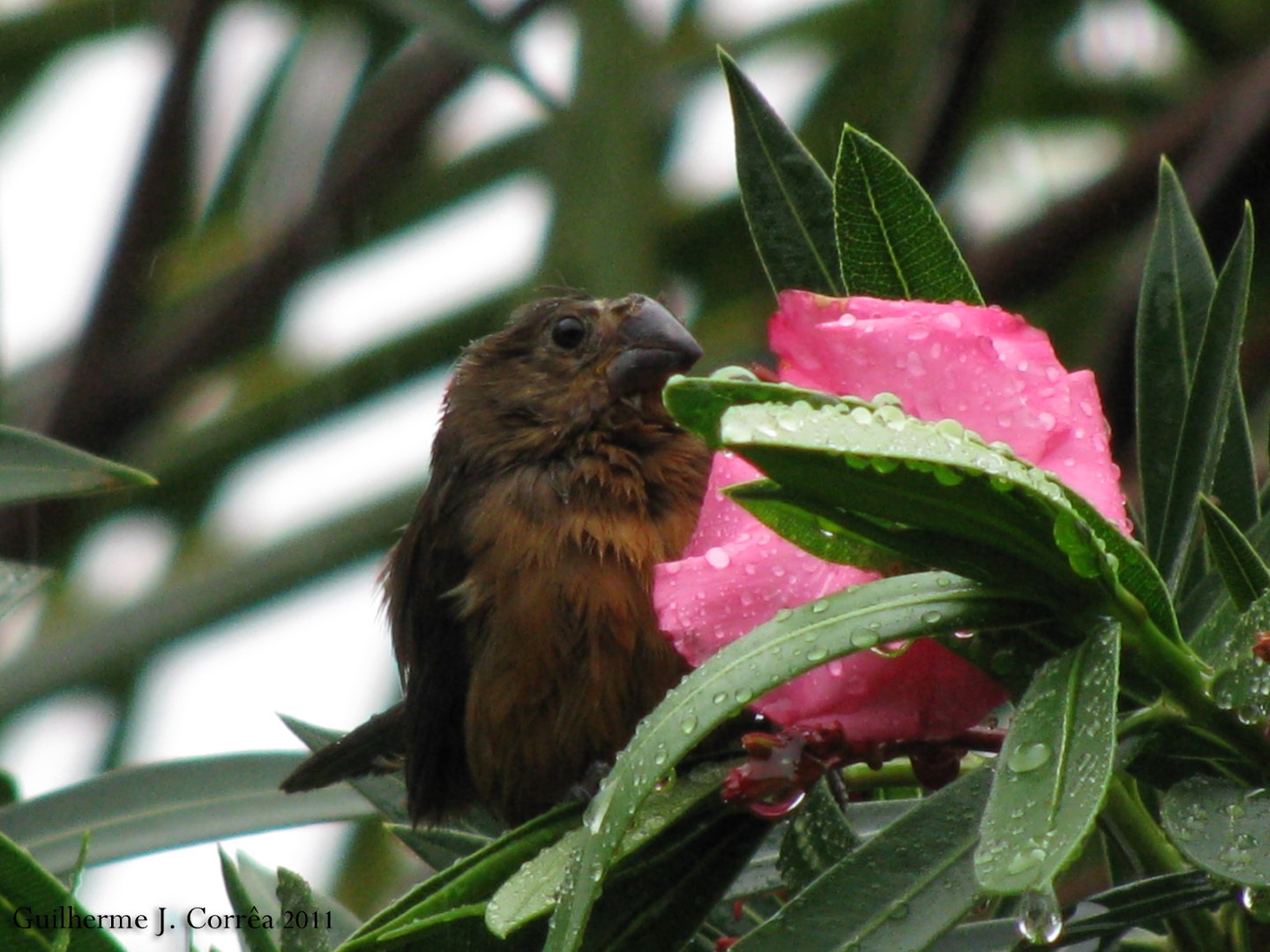 Chestnut-backed Sparrow-Weaver