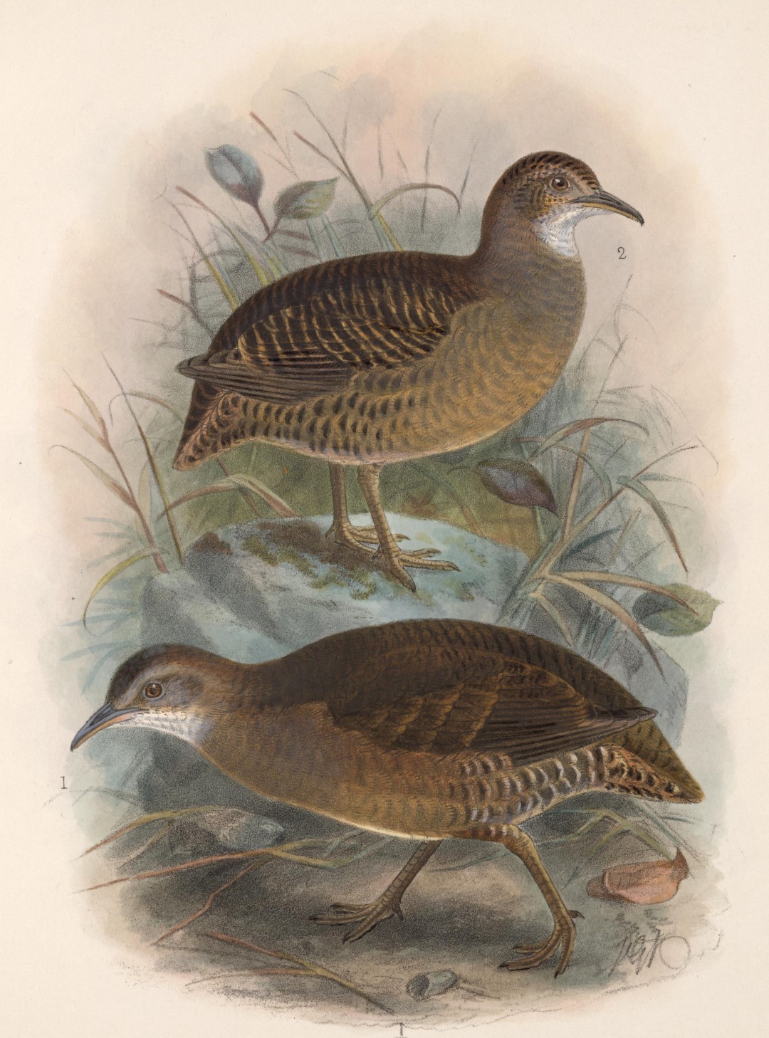 Chestnut-backed Spinetail