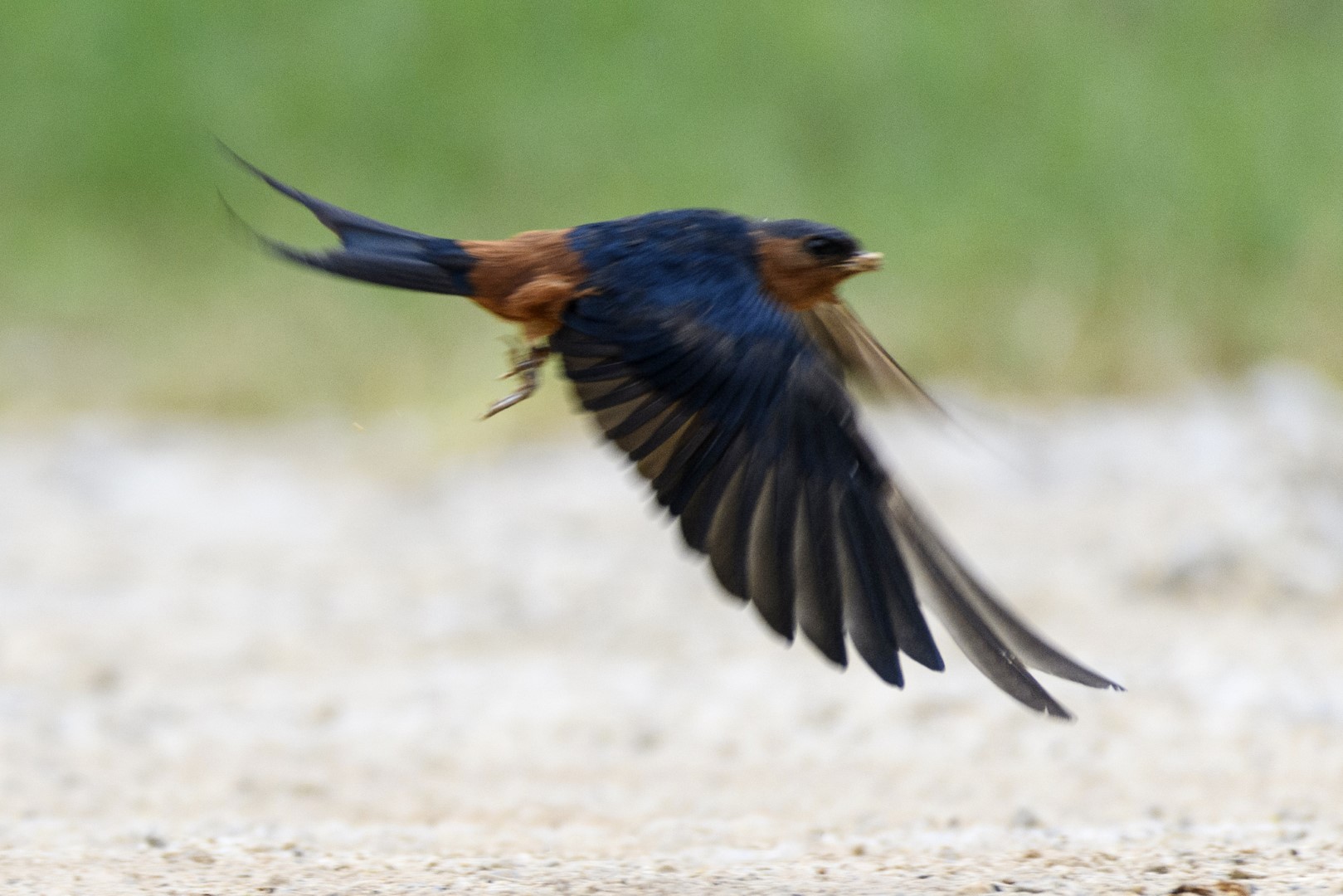 Chestnut-backed swallow