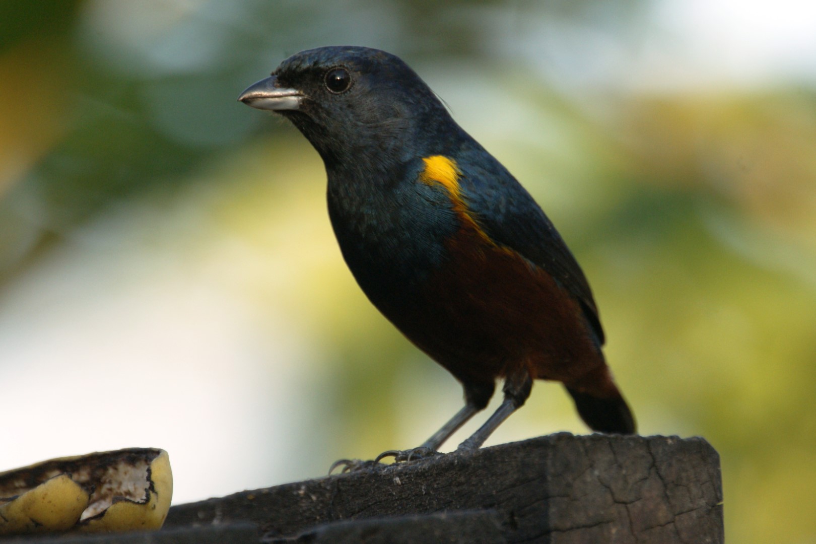 Chestnut-bellied Euphonia