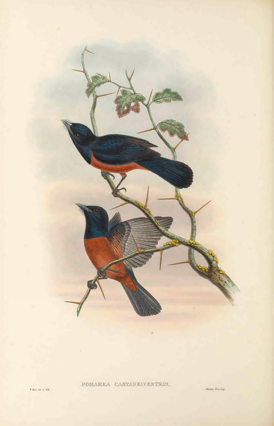 Chestnut-bellied Monarch