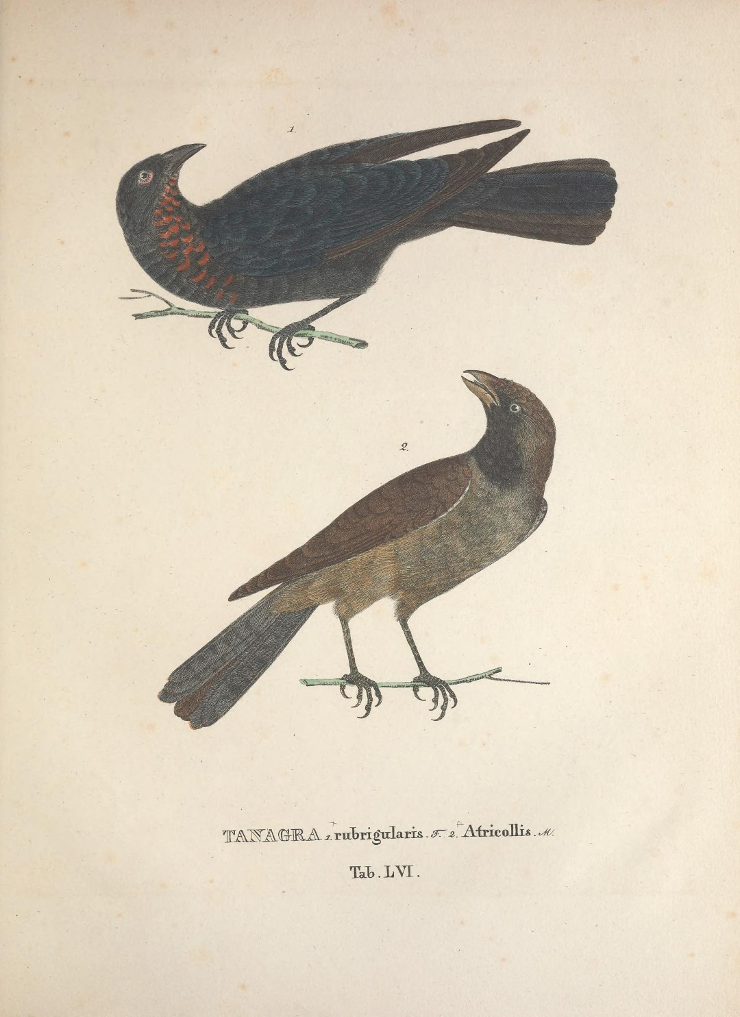 Chestnut-bellied Mountain Tanager