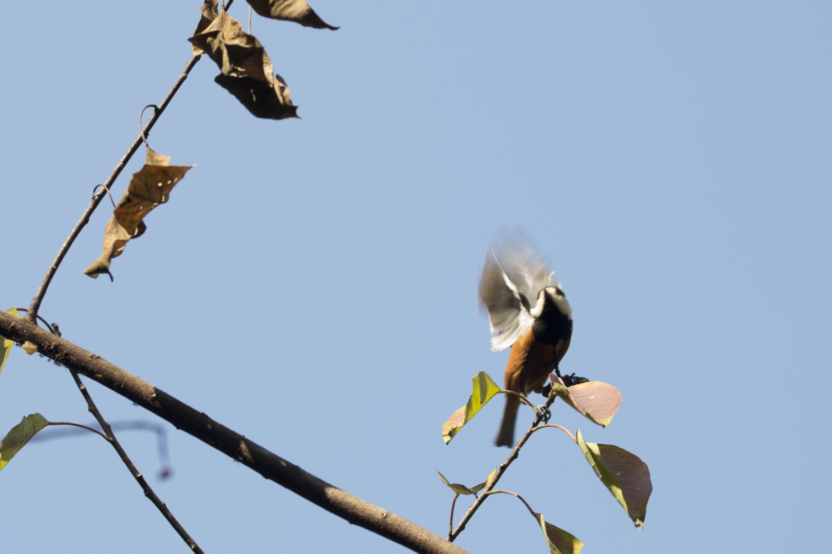 Chestnut-bellied Partridge