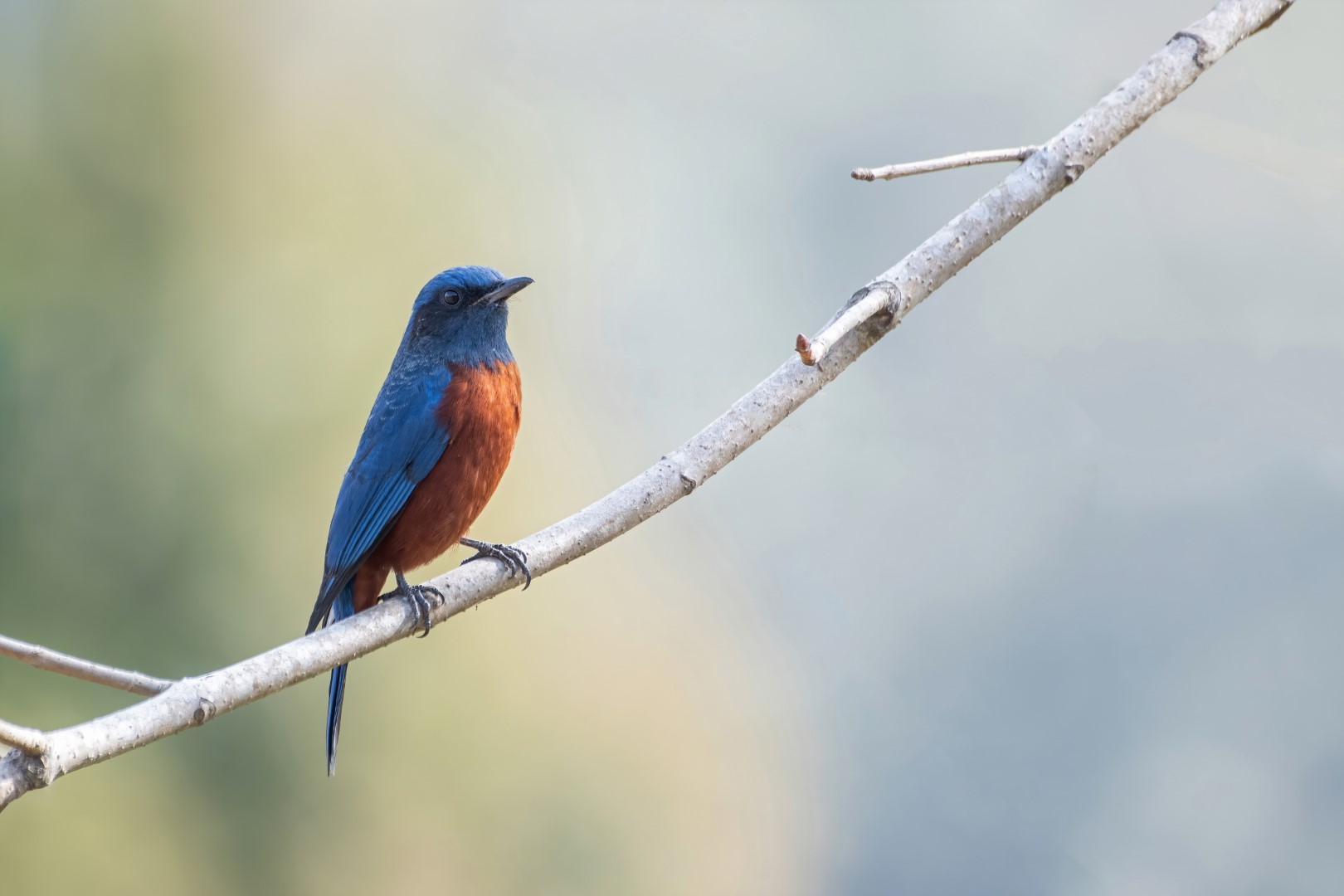 Chestnut-bellied Rock Thrush
