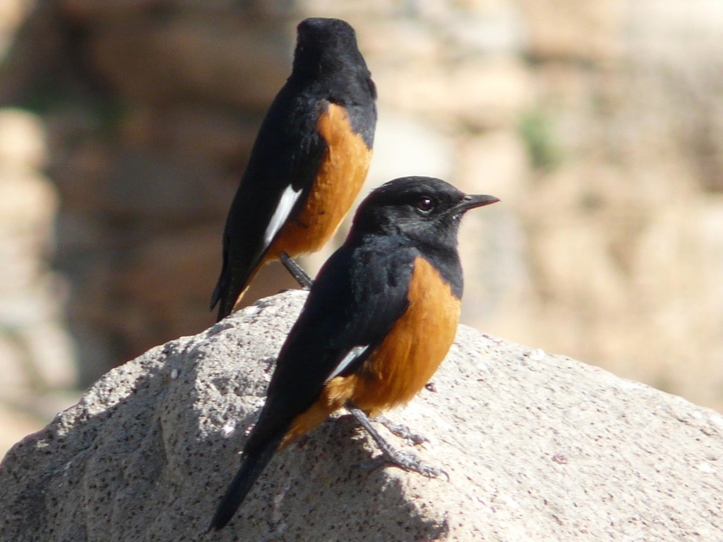 Chestnut-bellied Rock Thrush