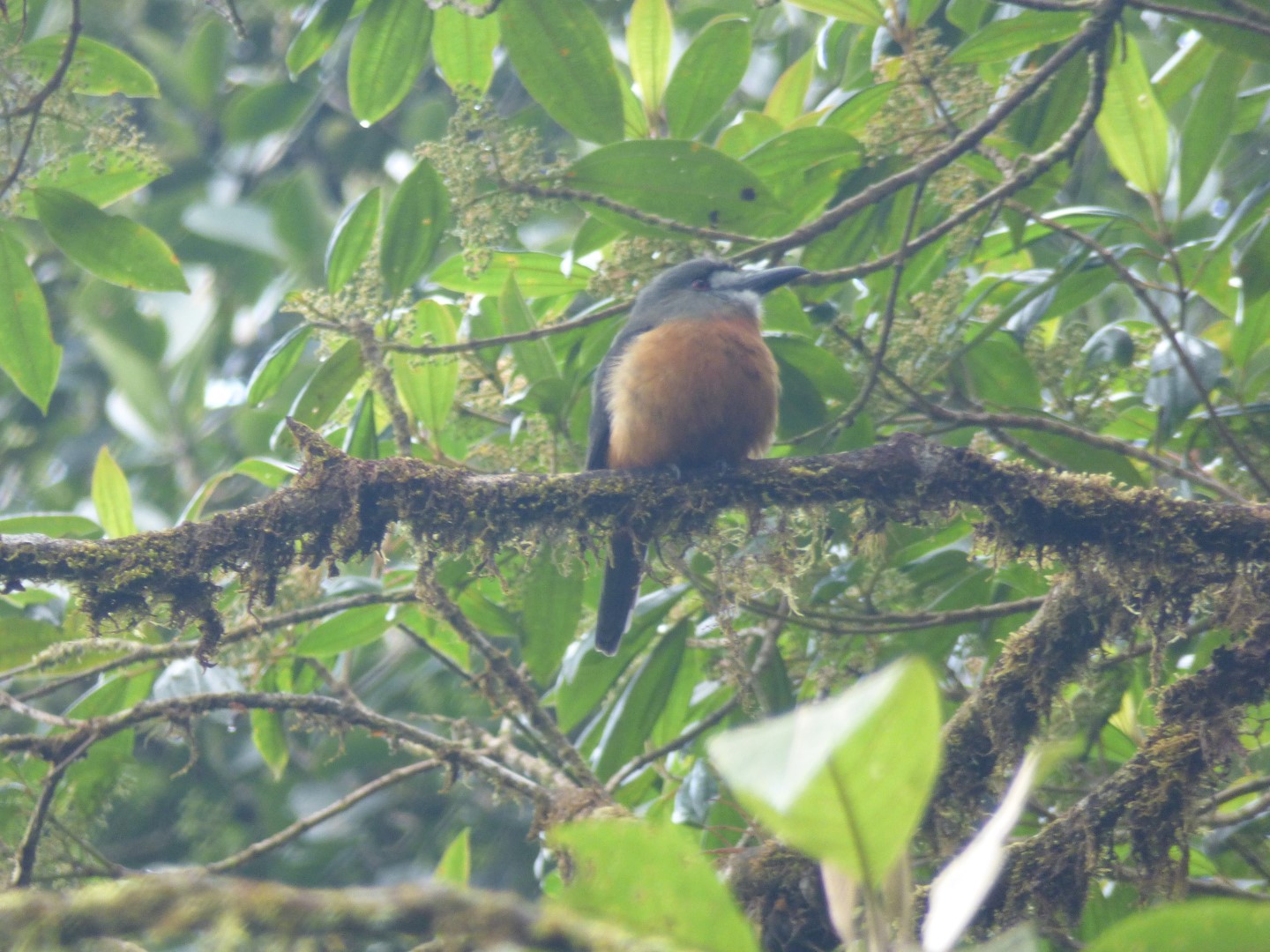 Chestnut-bellied Sandgrouse
