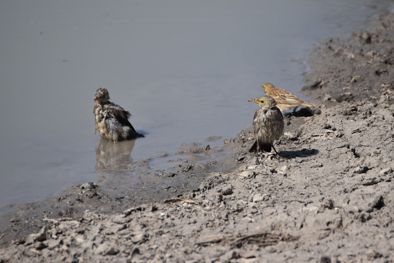 Chestnut-bellied Sandgrouse