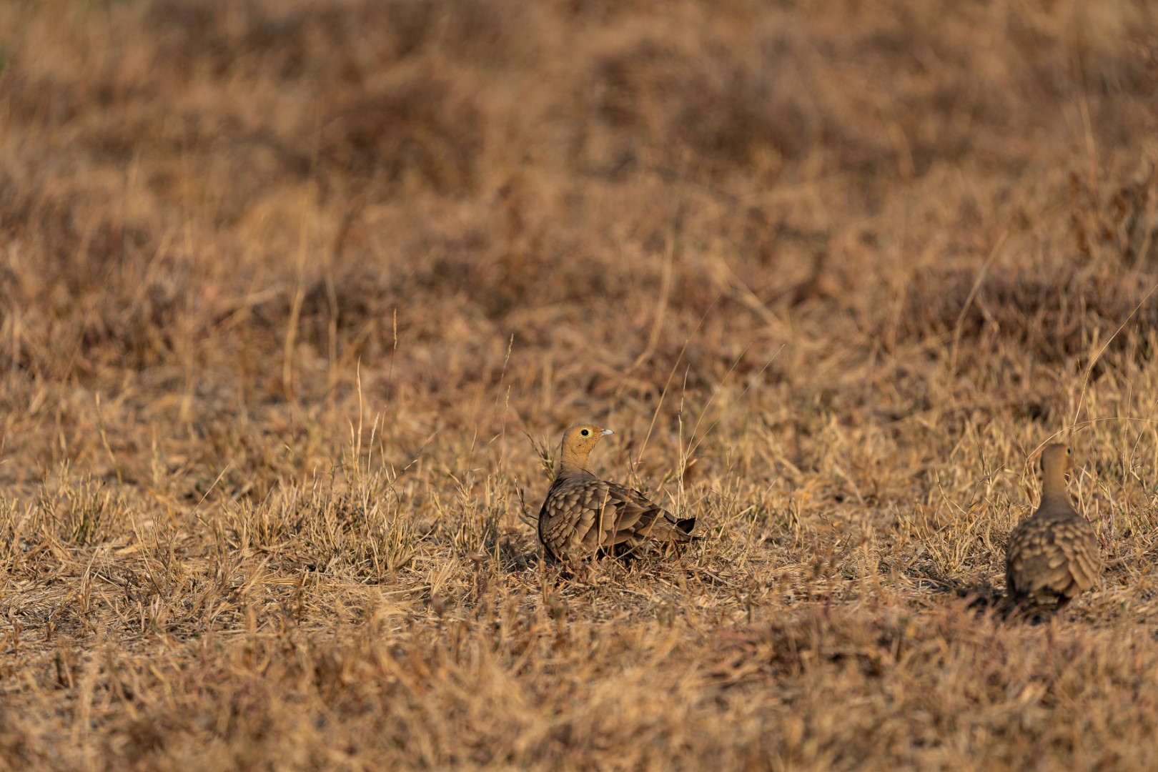 Chestnut-bellied Sandgrouse