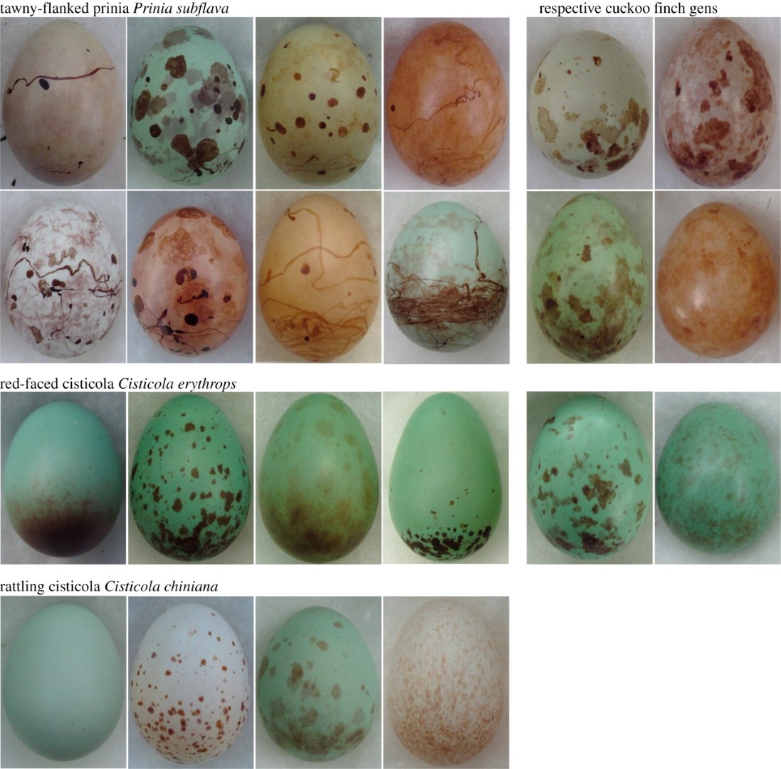 Chestnut-bellied seed-finch
