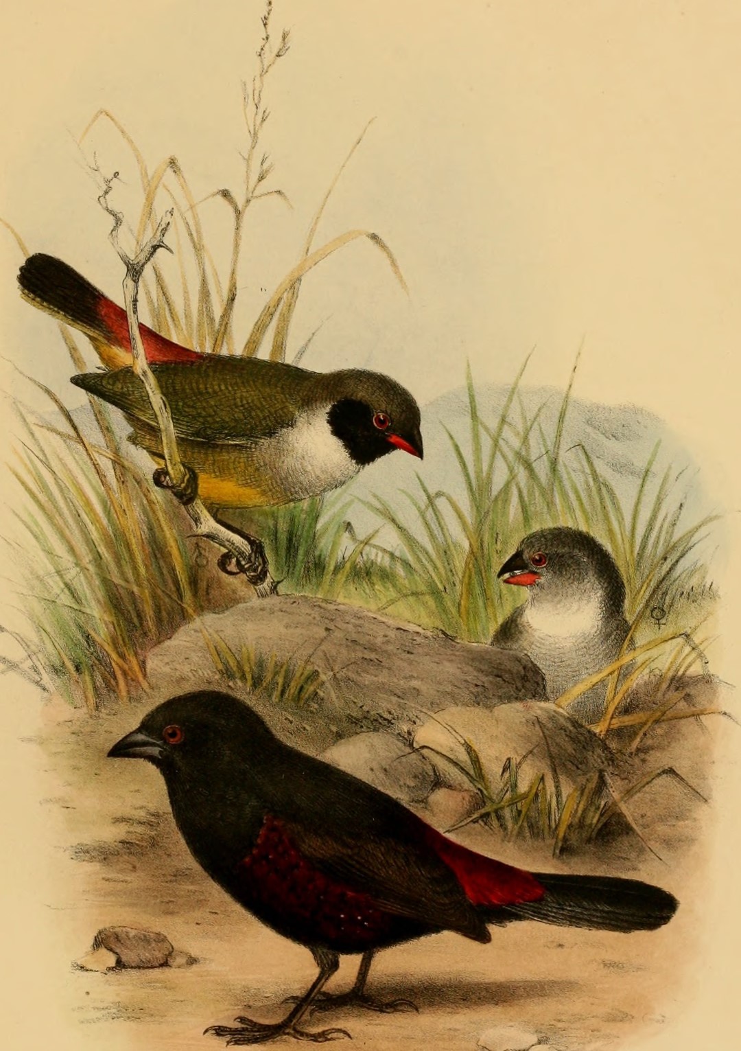 Chestnut-bellied Seed Finch