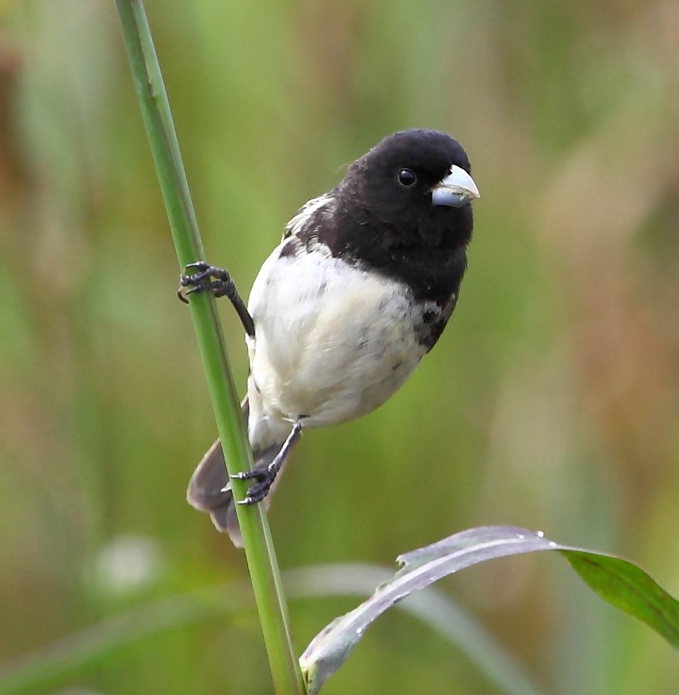 Chestnut-bellied Seedeater