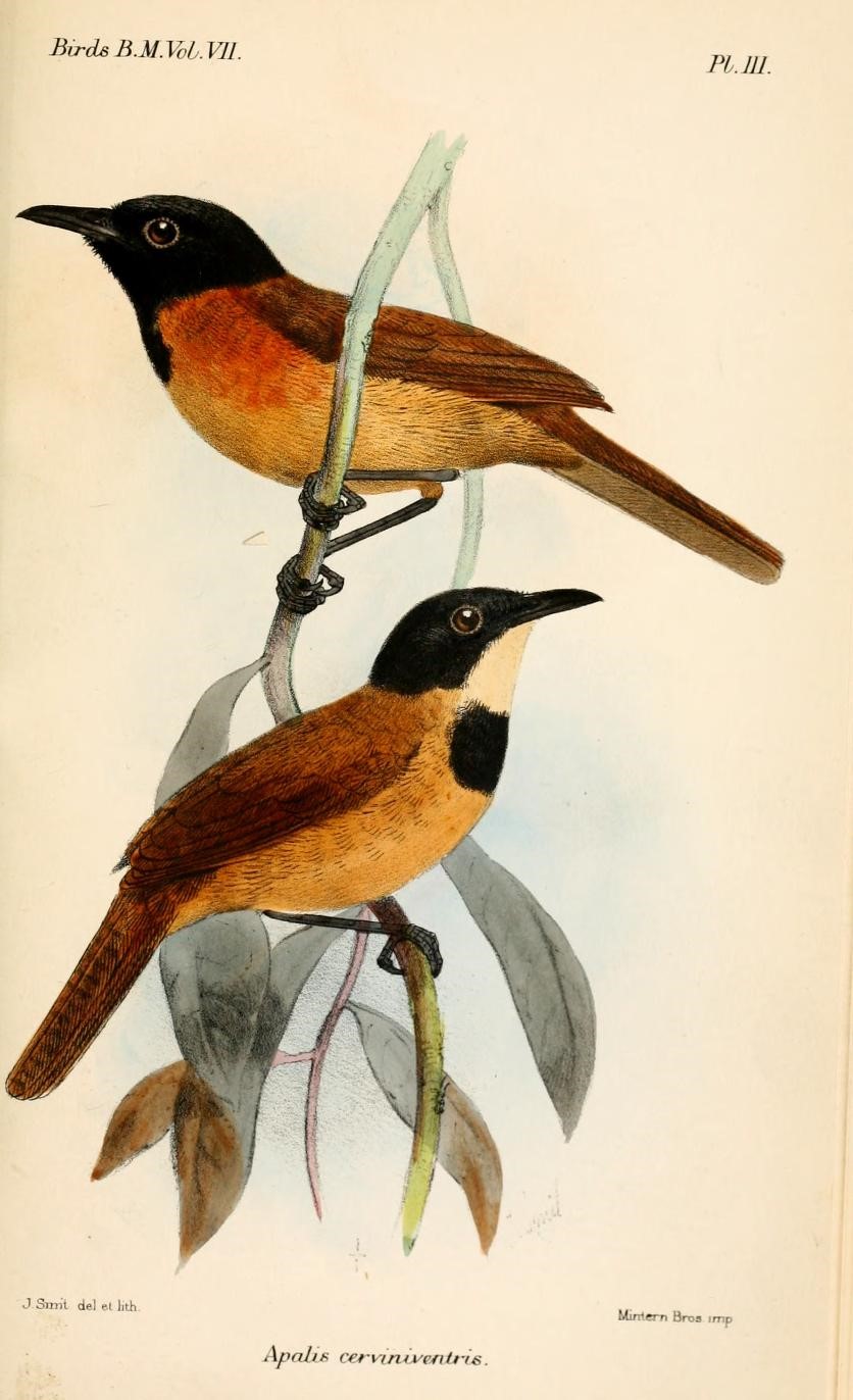 Chestnut-bellied Starling