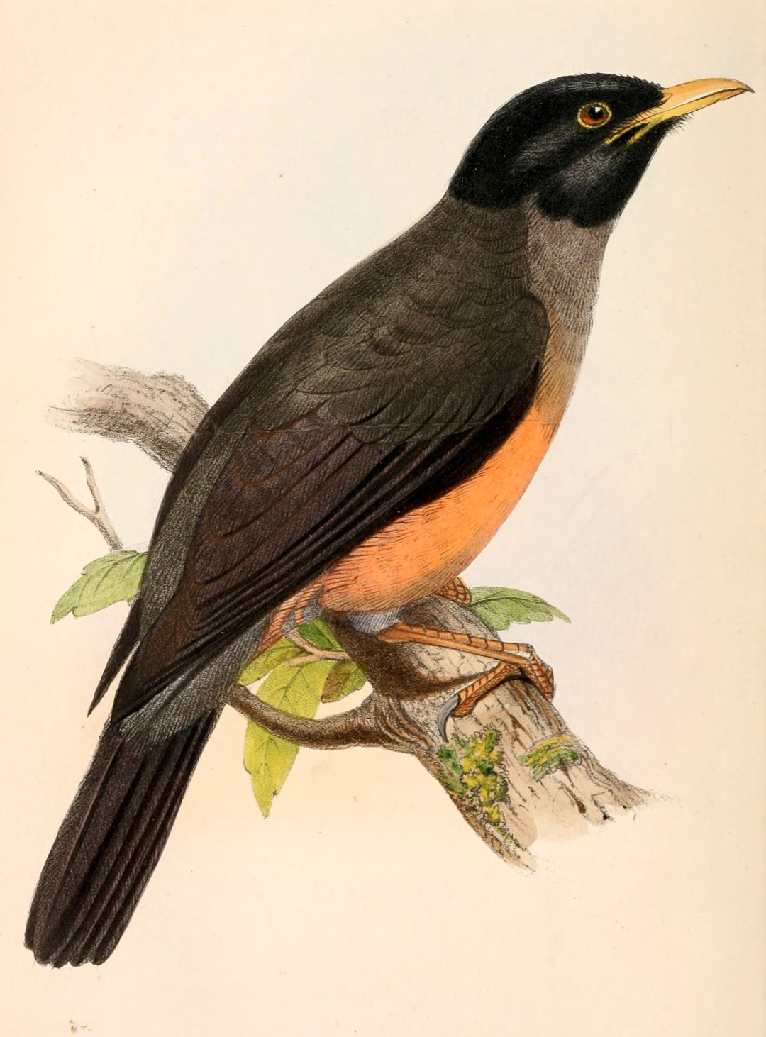 Chestnut-bellied Thrush