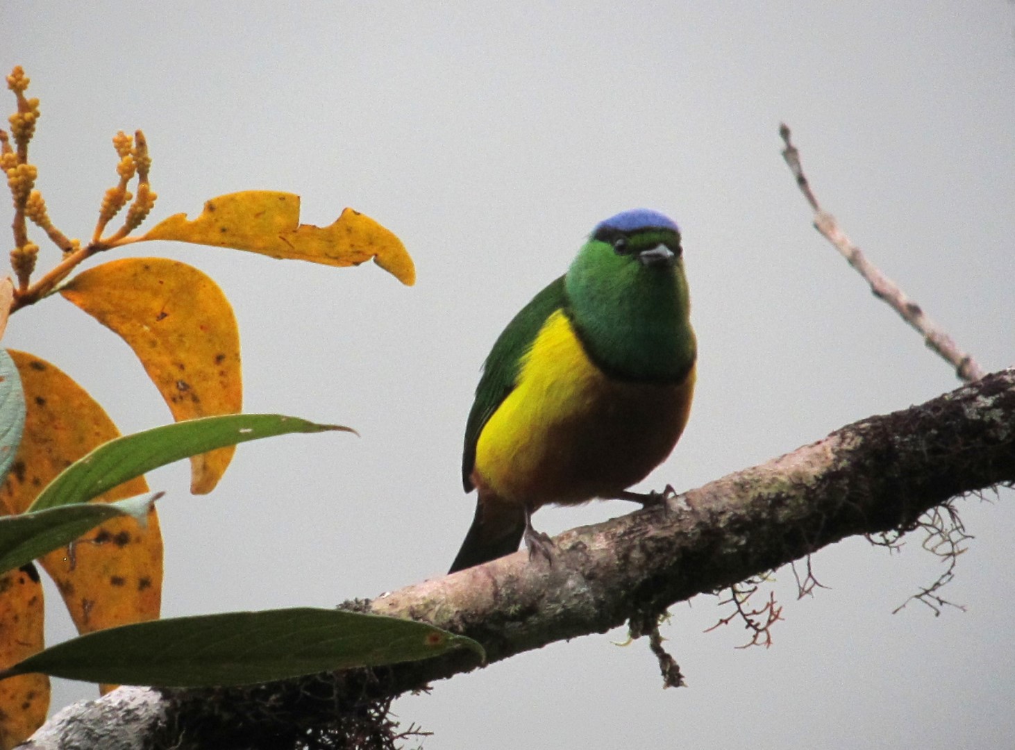 Chestnut-breasted Chlorophonia