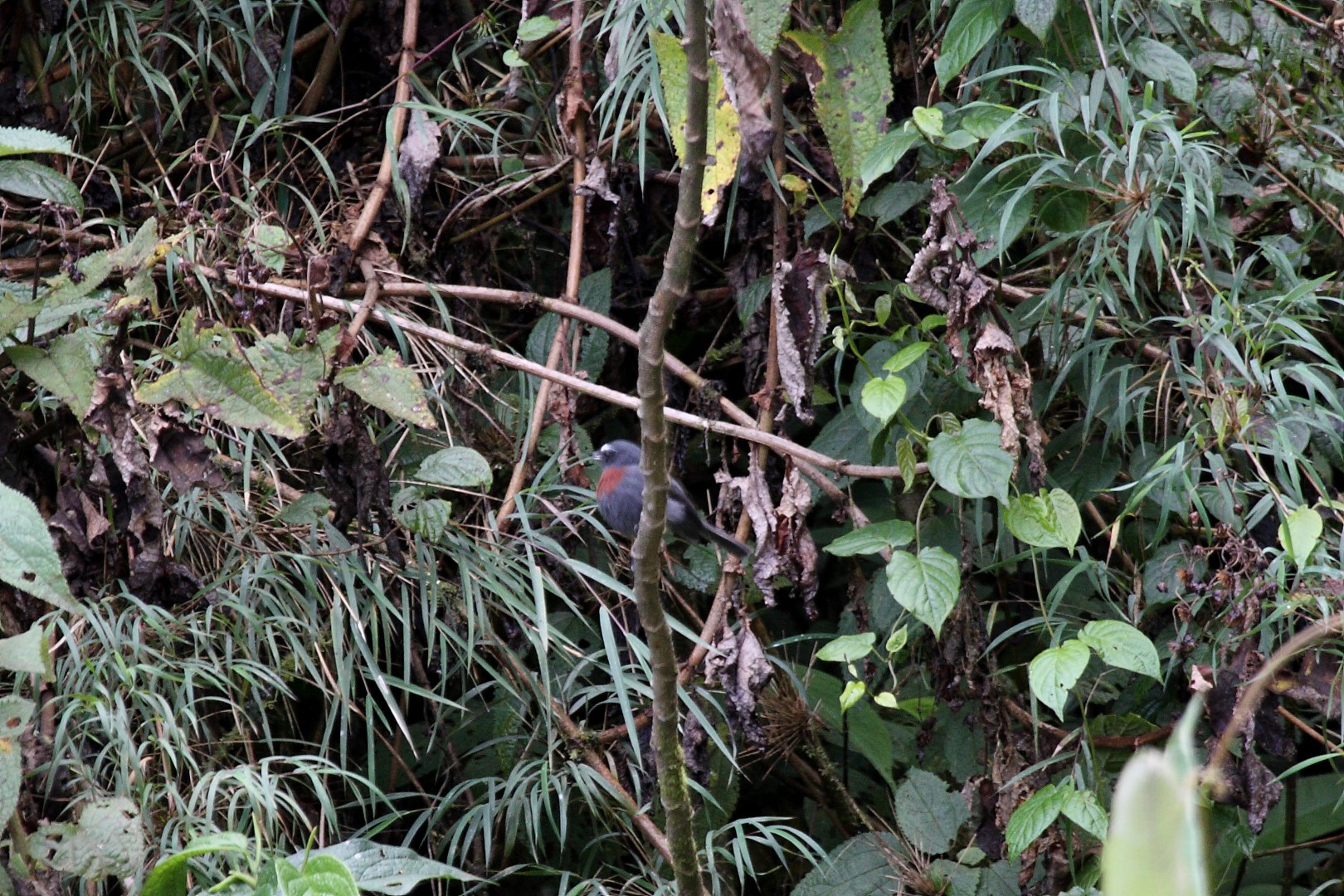 Chestnut-breasted Coronet