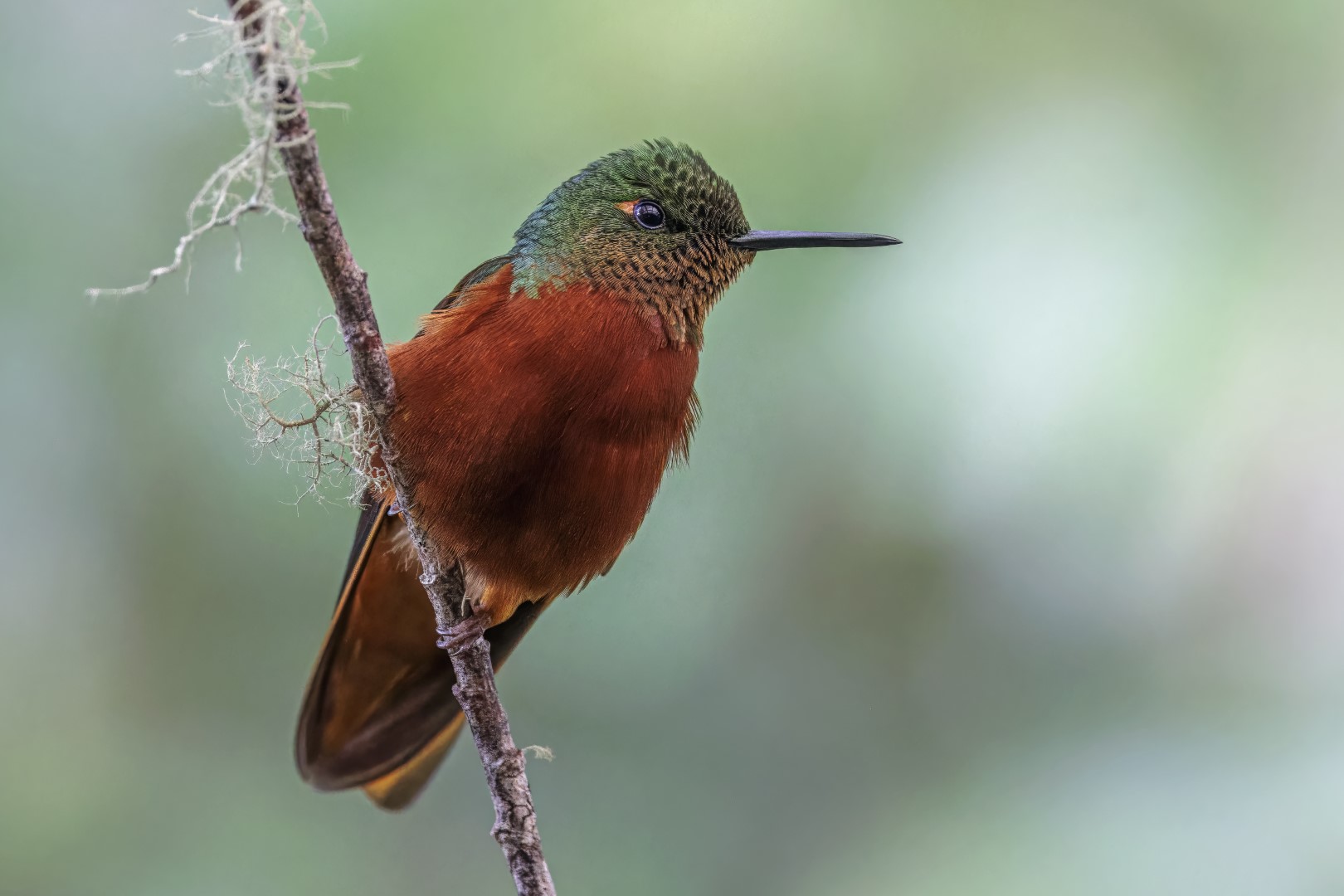 Chestnut-breasted Coronet