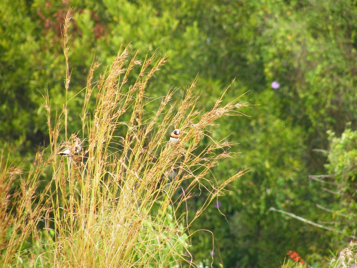 Chestnut-breasted Mannikin