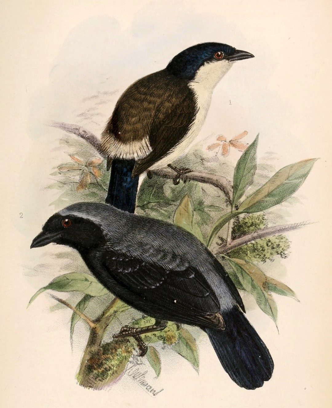 Chestnut-breasted Nigrita