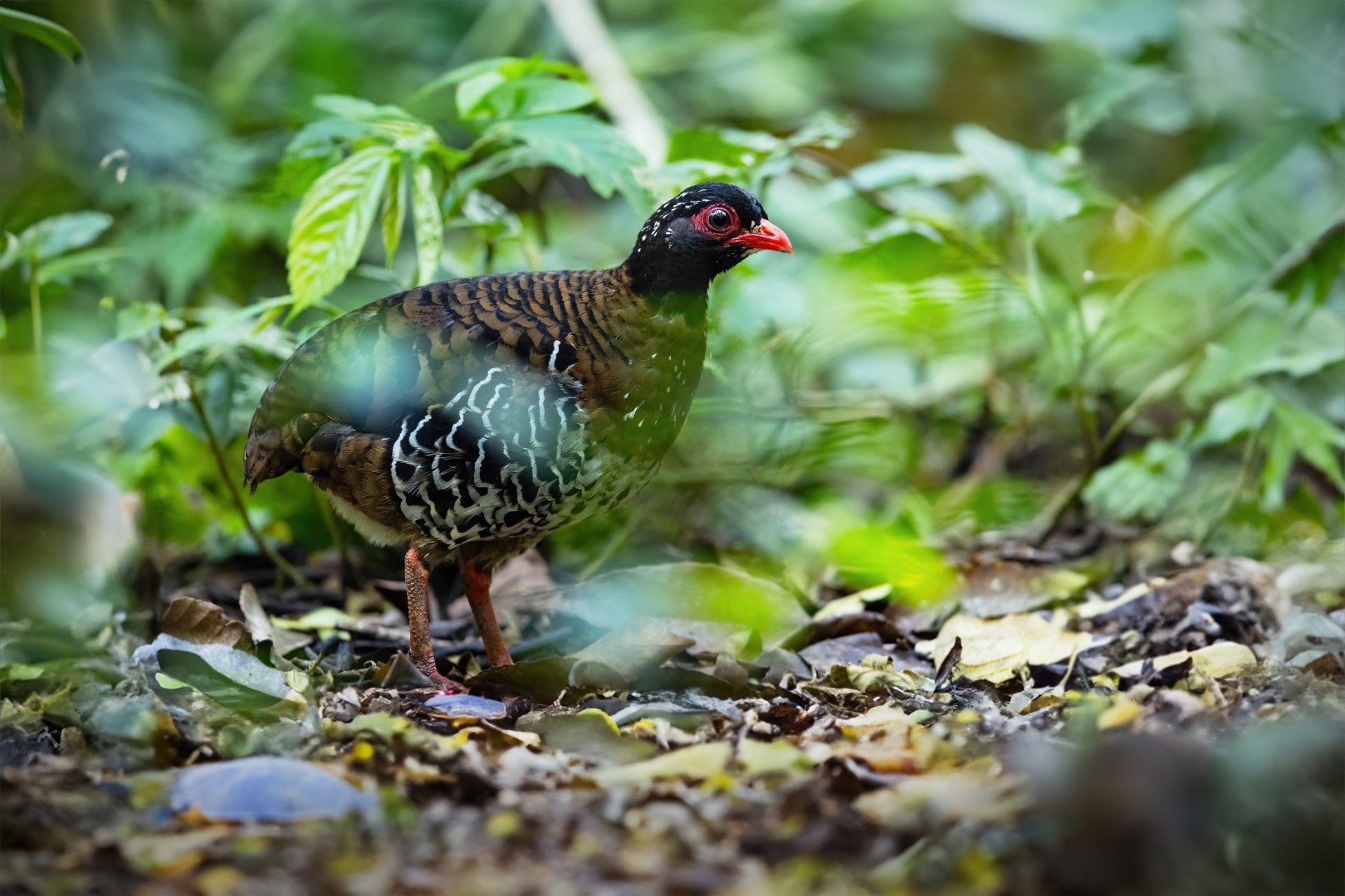 Chestnut-breasted Partridge