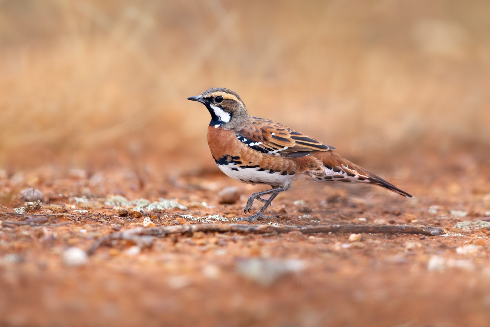 Chestnut-breasted Quail-thrush