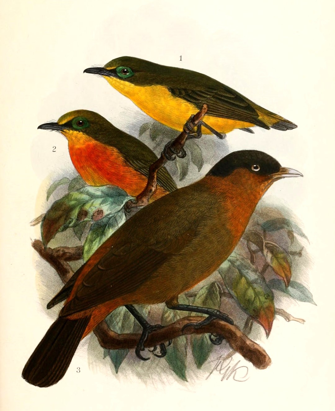 Chestnut-capped babbler