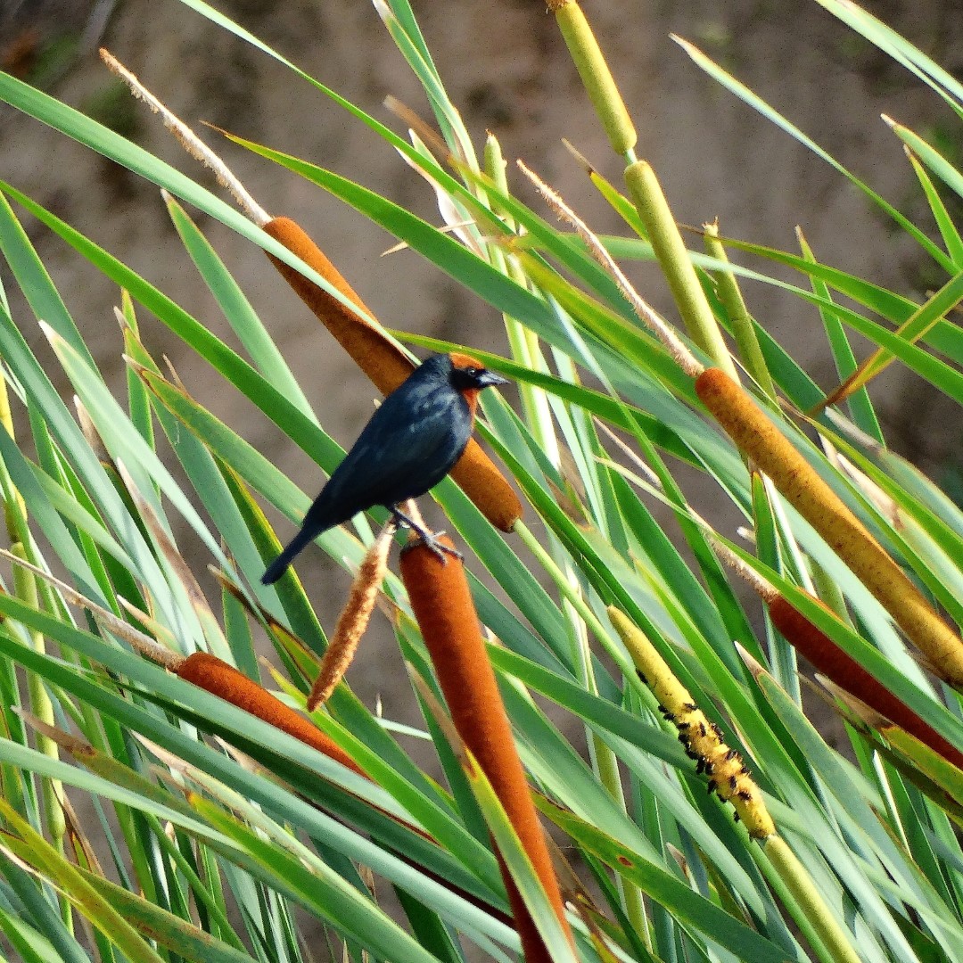 Chestnut-capped Blackbird