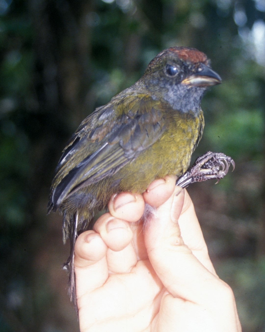Chestnut-capped Brush Finch