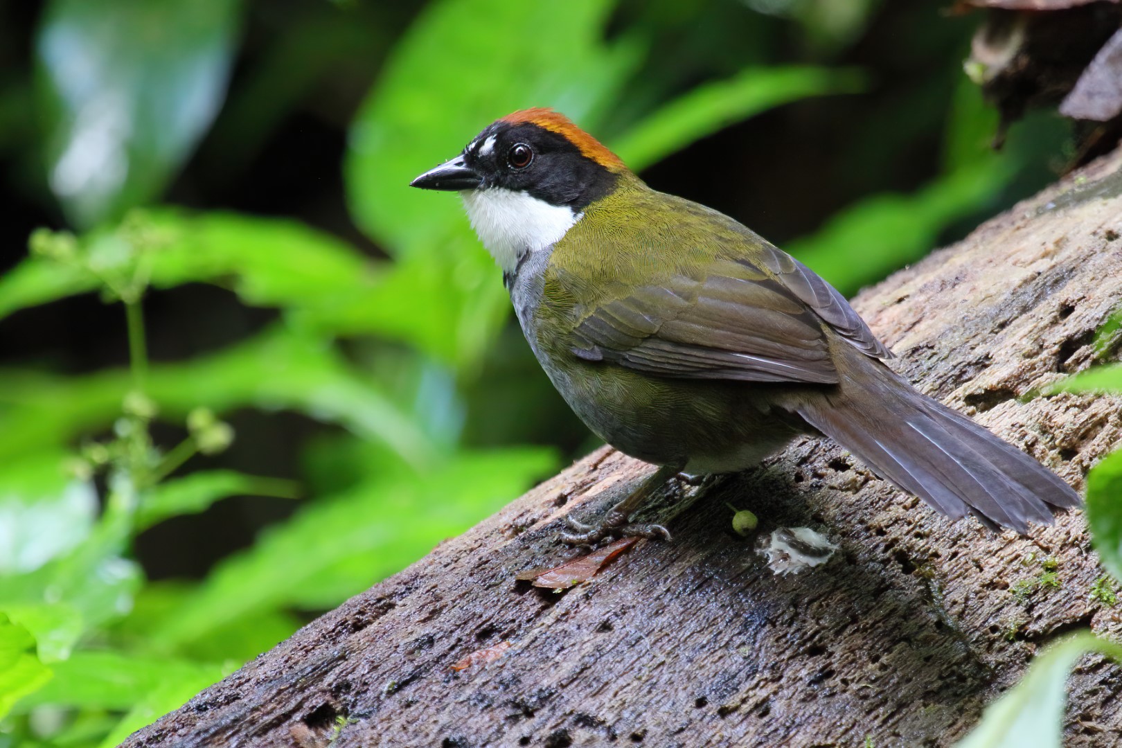 Chestnut-capped Brush Finch
