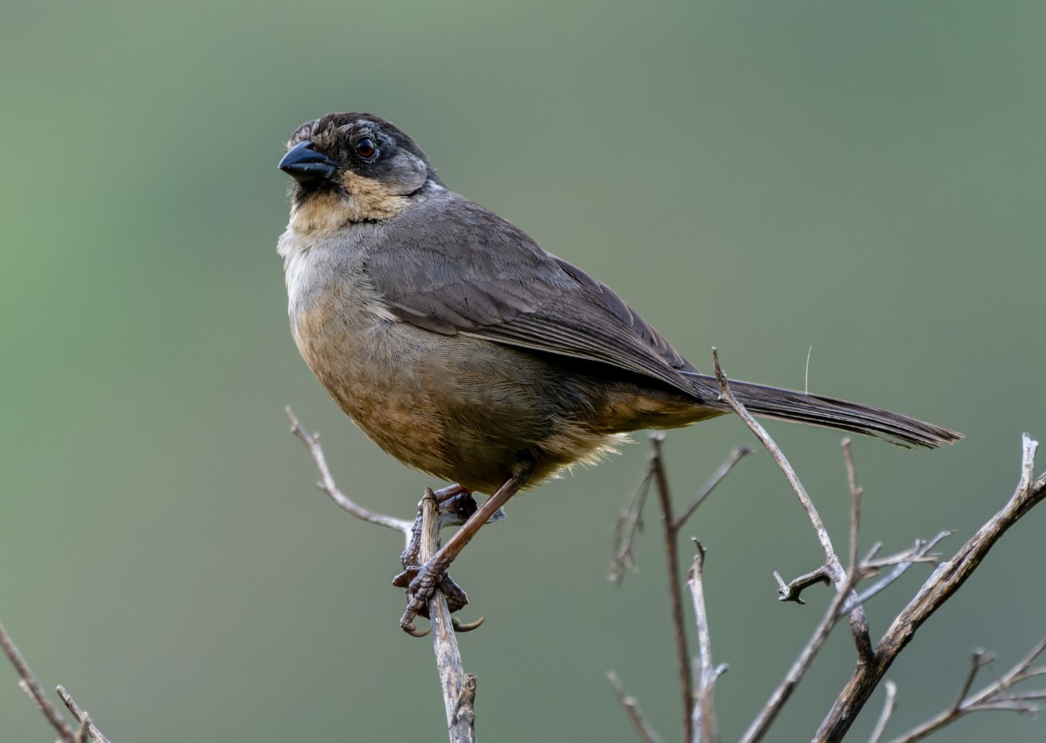 Chestnut-capped Brushfinch