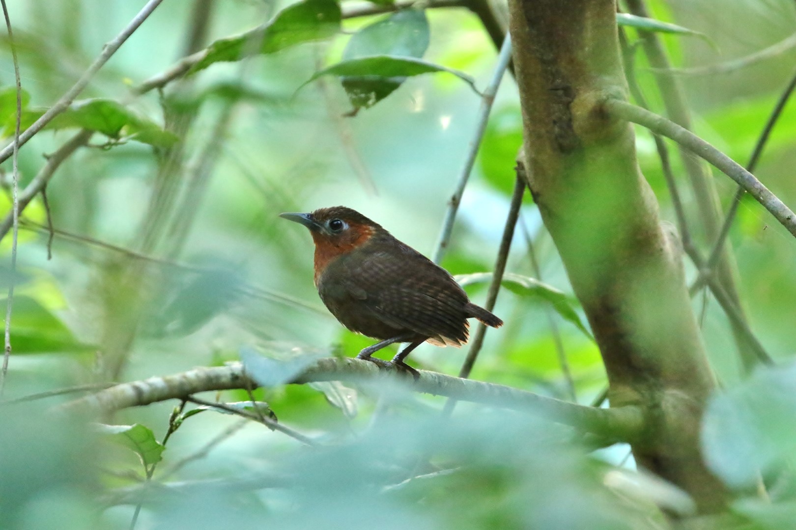 Chestnut-capped Piha