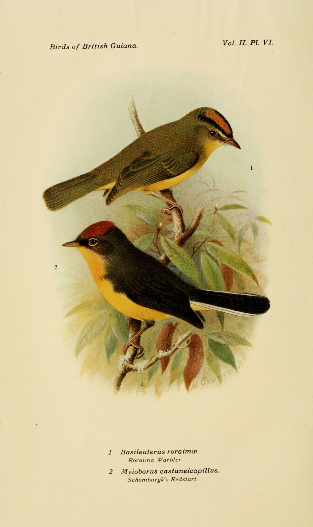 Chestnut-capped Warbler