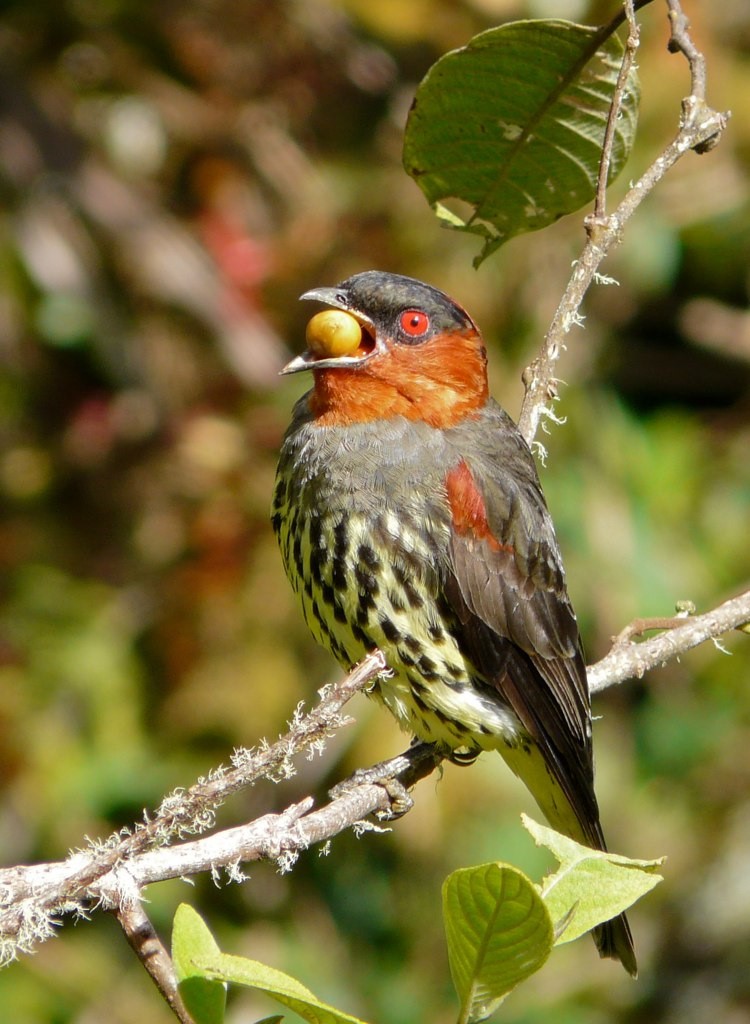 Chestnut-crested Cotinga