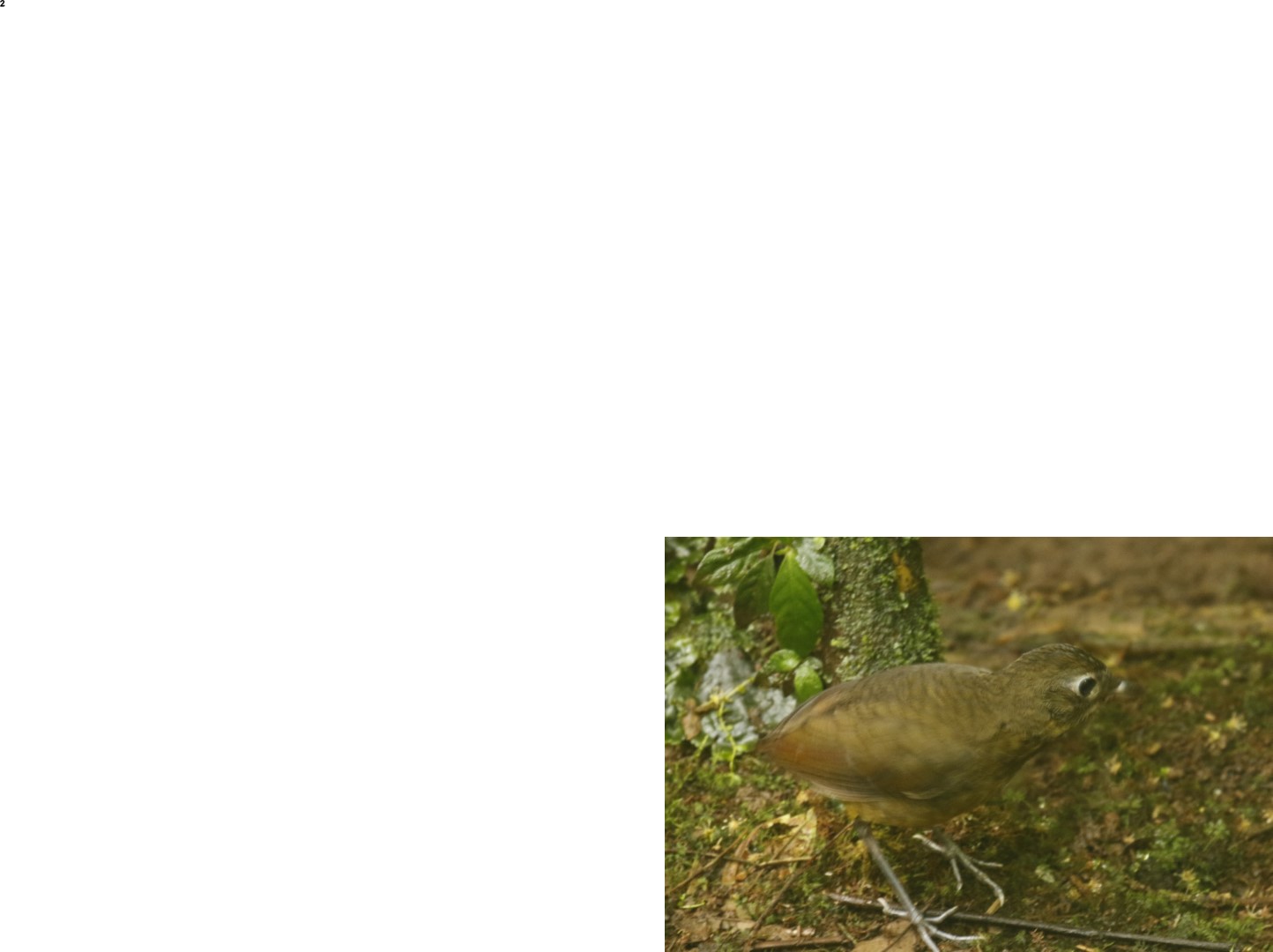 Chestnut-crowned Antpitta
