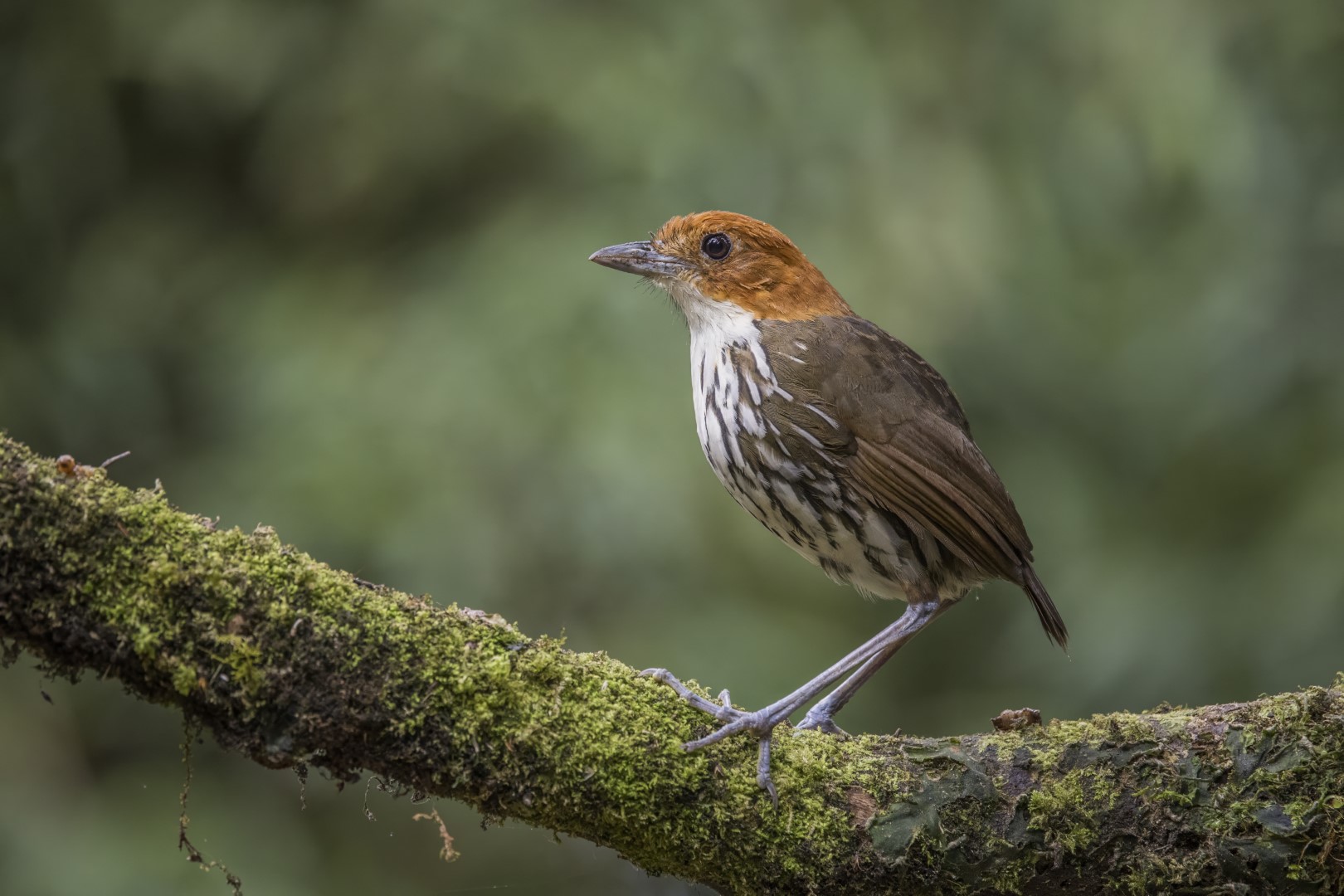 Chestnut-crowned Antpitta