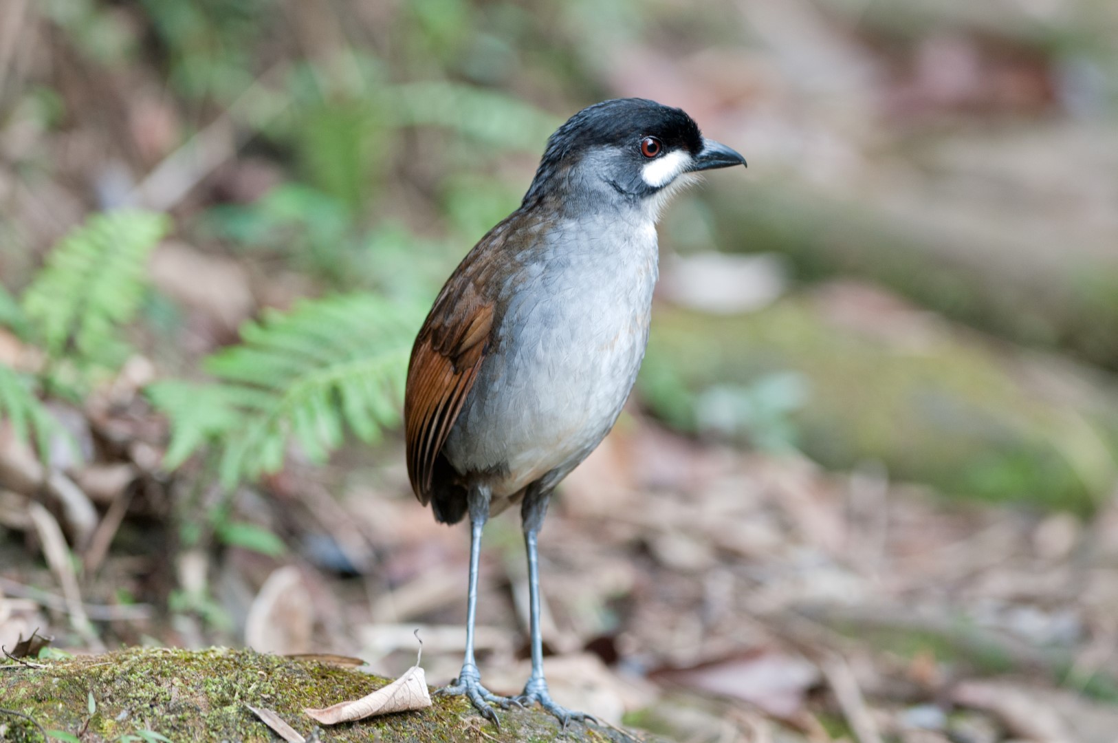 Chestnut-crowned Antpitta