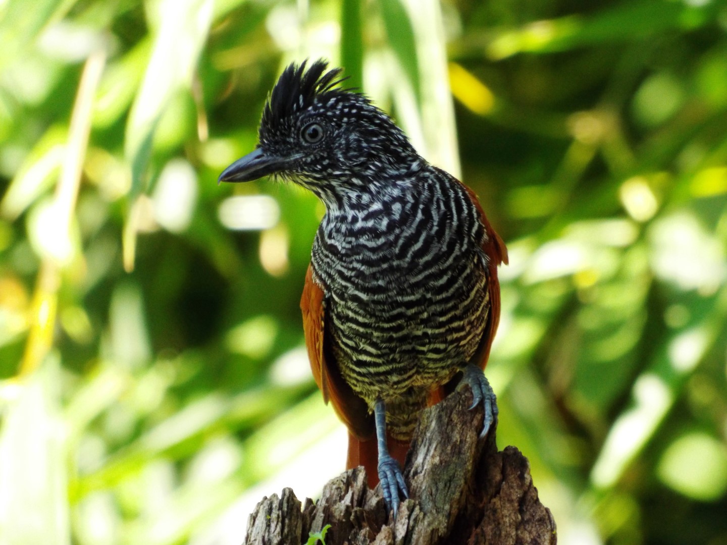 Chestnut-crowned Antpitta