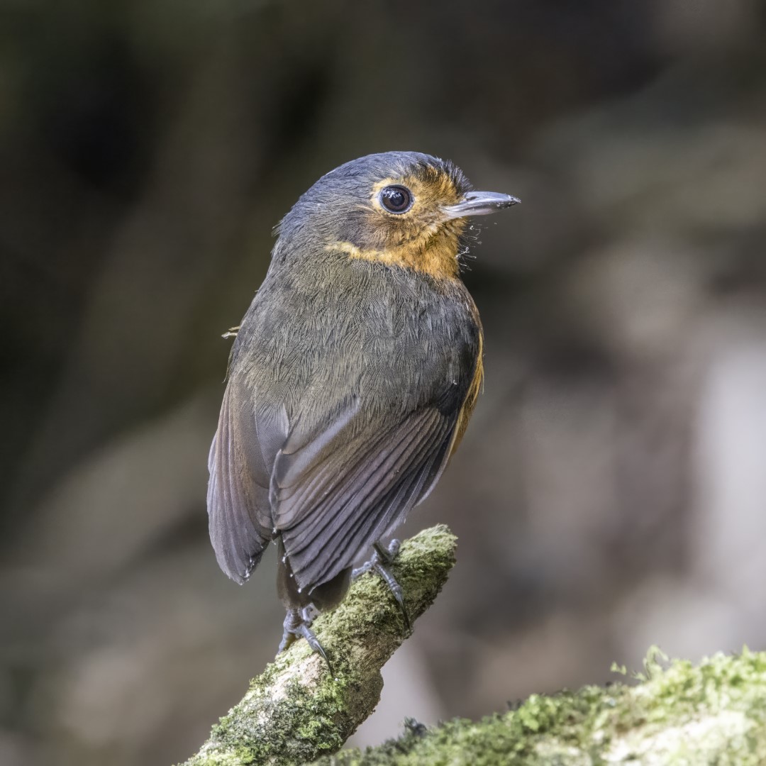 Chestnut-crowned Antpitta