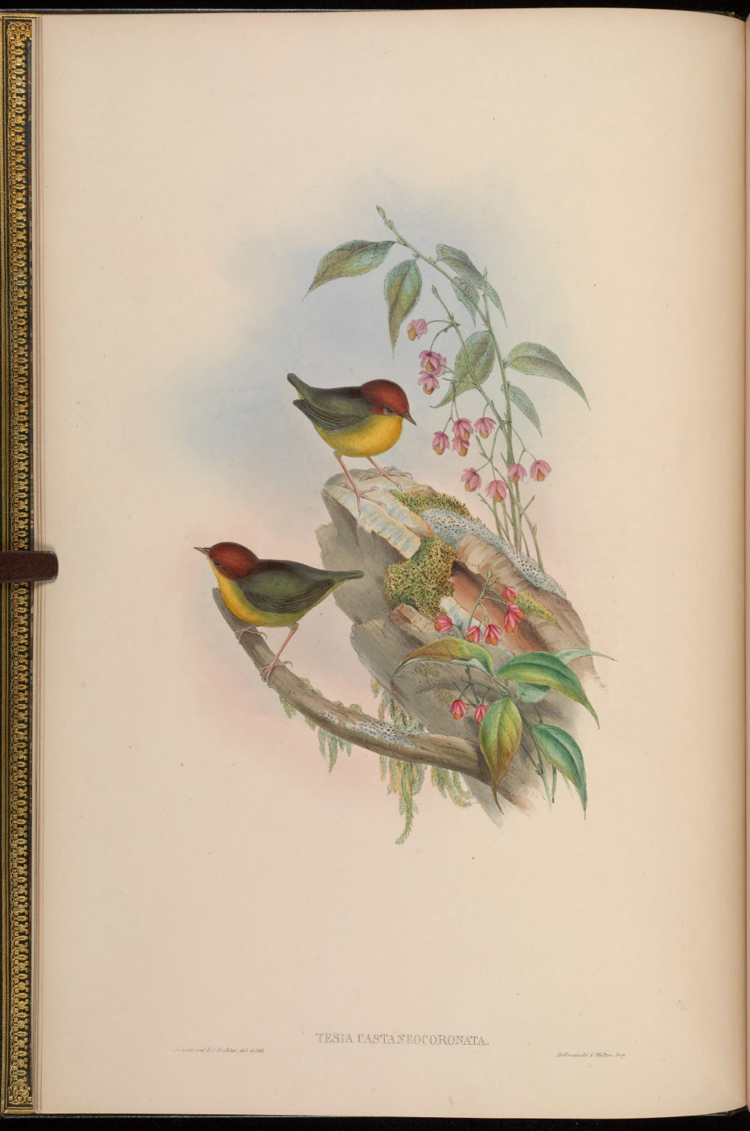 Chestnut-crowned Bush Warbler