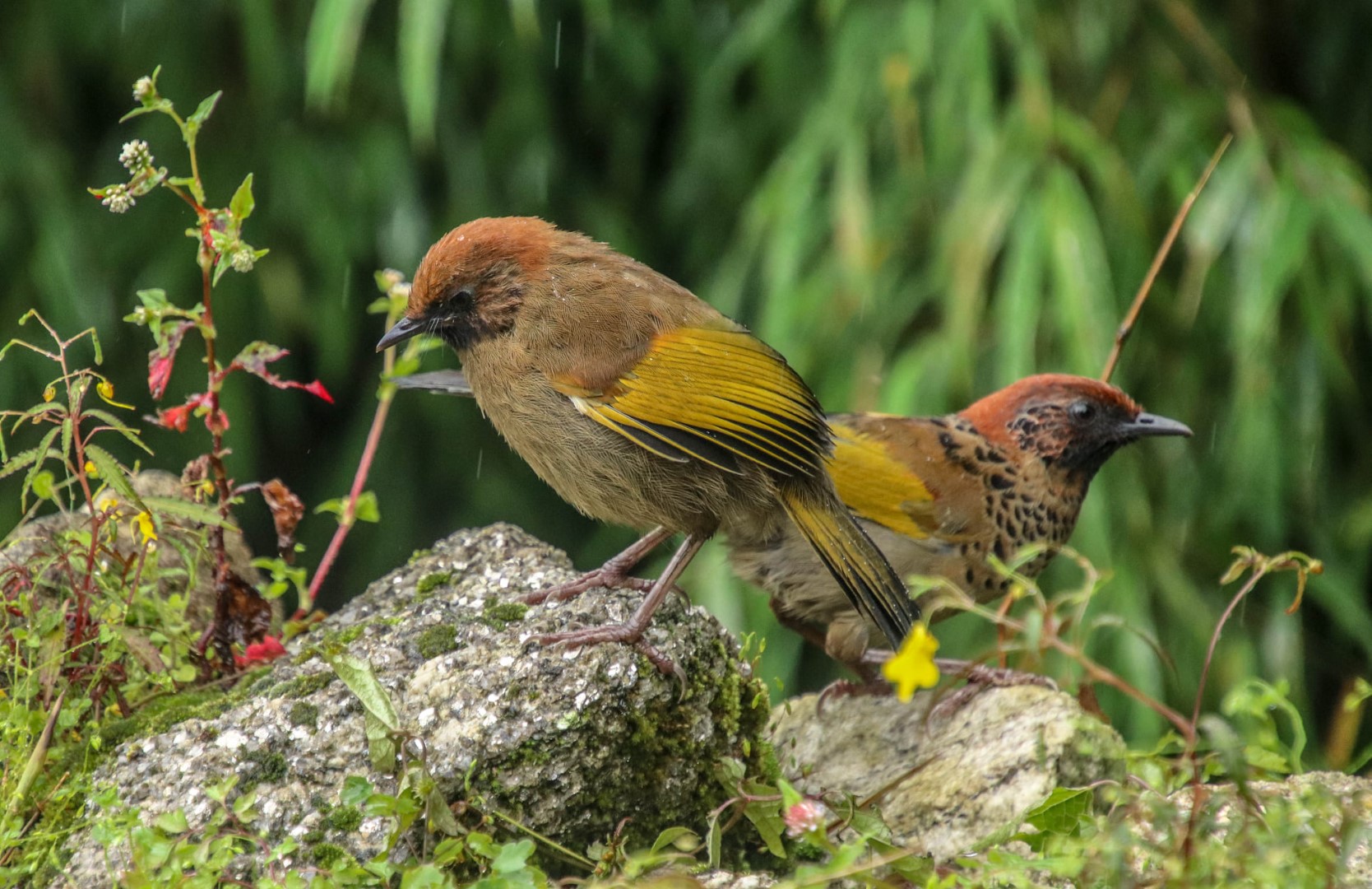 Chestnut-crowned Laughingthrush