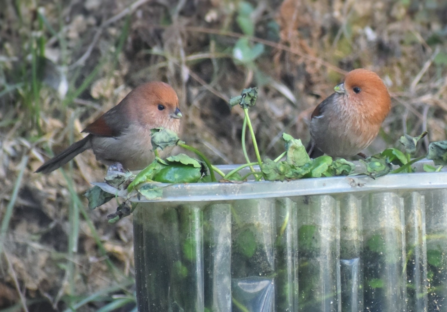 Chestnut-crowned Warbler