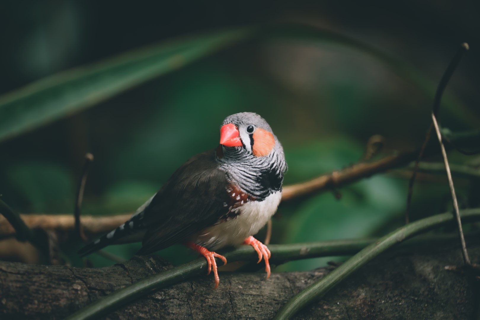 Chestnut-eared Finch