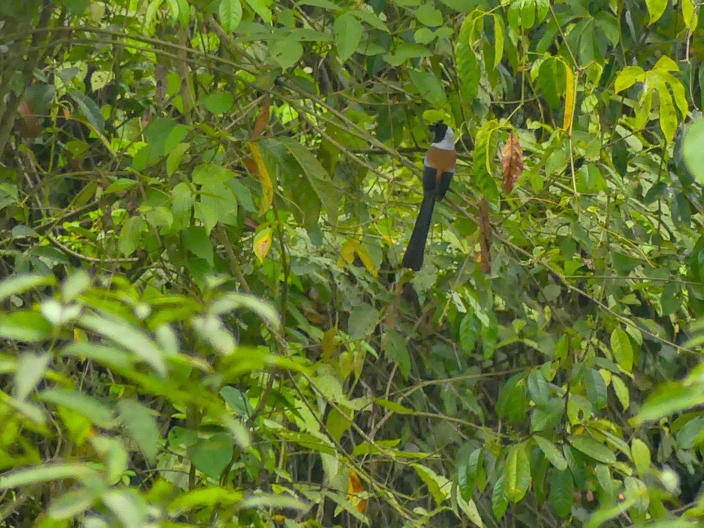 Chestnut-faced Treepie