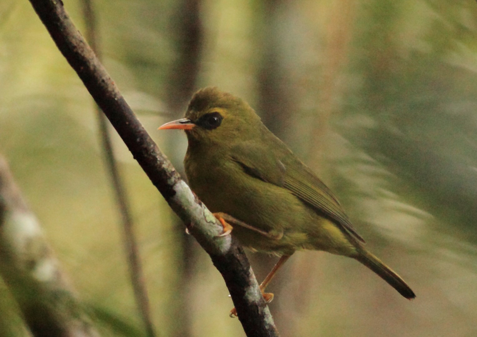 Chestnut-flanked White-eye